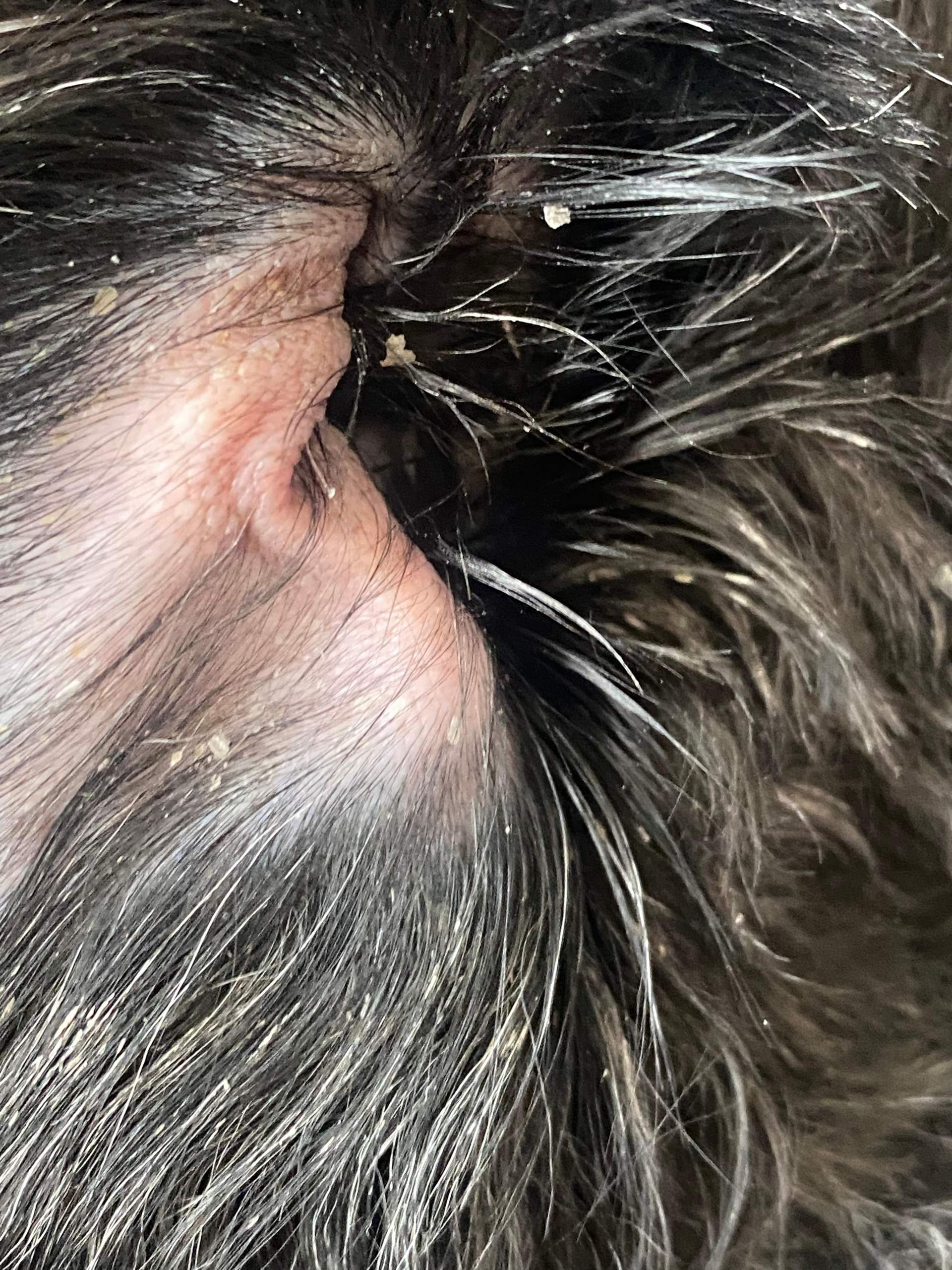 Wer hat Erfahrungen mit wiederkehrenden Ohrenentzündungen beim Hund ...