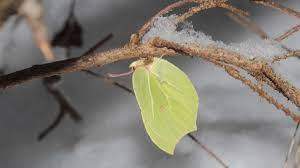 Wer hat schon einmal einen Schmetterling beim Überwintern gefunden?