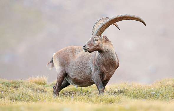 Wer ist stärker der Steinbock oder der Widder? (Tiere, Umfrage, Kampf)