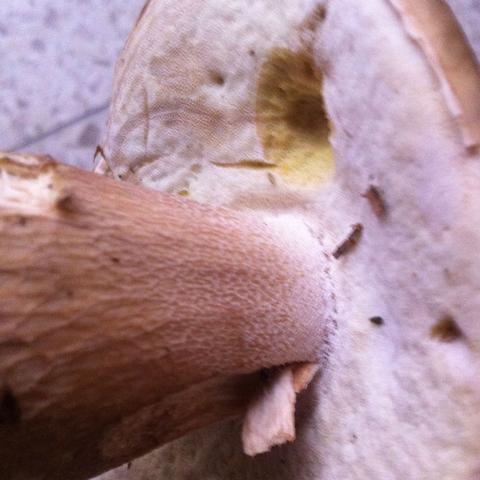 Steinpilz? - (Pilze, Steinpilz)