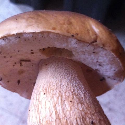 Steinpilz? - (Pilze, Steinpilz)