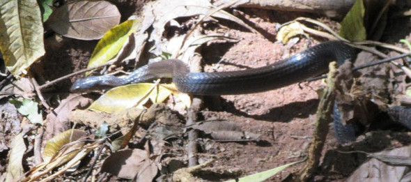 Schlange in Sri Lanka - (Biologie, Reptilien, Schlangen)