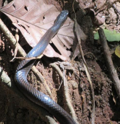 Schlange in Sri Lanka - (Biologie, Reptilien, Schlangen)