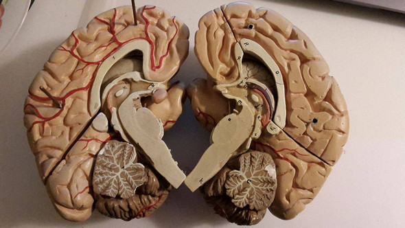 Bild "Gehirn mit Zahlen" - (Psychologie, Medizin, Gehirn)