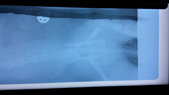 Röntgenbild Knochenbruch bei meine Katze - (Tiere, Katze, Katzen)