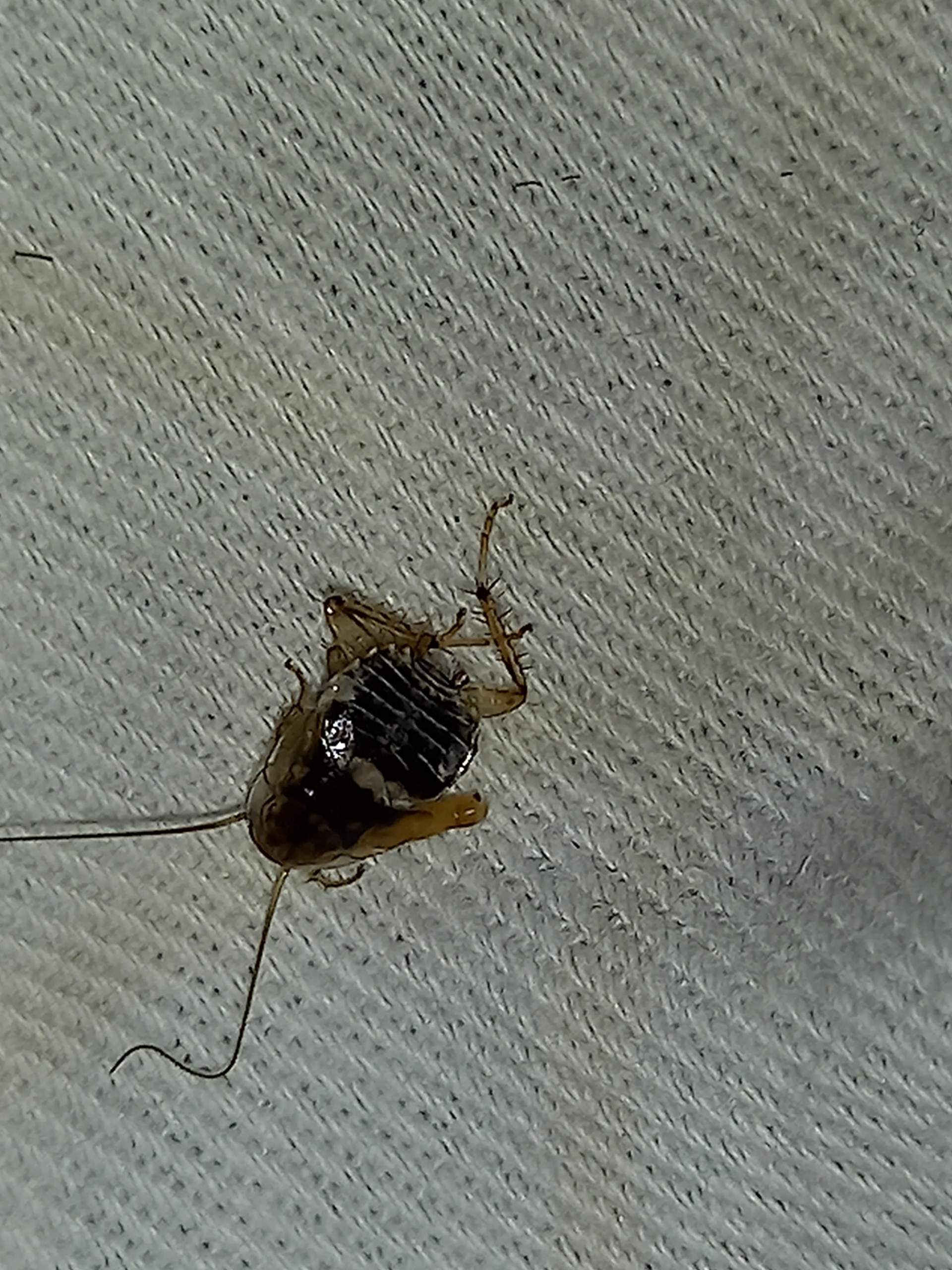 Wer Kann Mir Sagen Was Das F r Ein Insekt Ist K che Insekten wer-kann-mir-sagen-was-das-f-r-ein-insekt-ist-k-che-insekten
