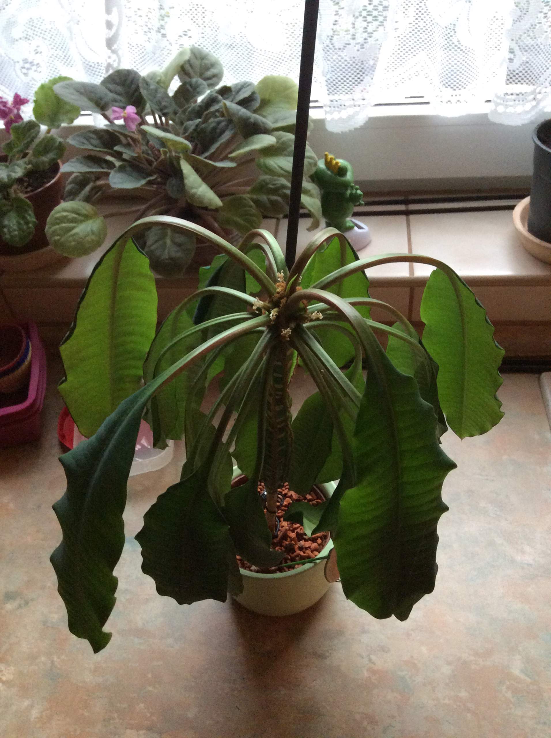 Wer kann mir sagen wie die Pflanze heißt? (Pflanzen, Palme)