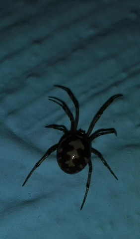 Spider  - (Spinnen, Spider)