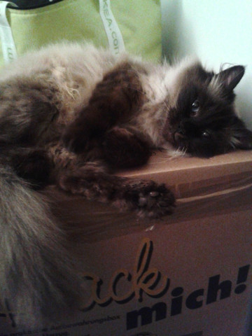 Perser-Siam-Mix - (Katze, Braunschweig, Sedierung)