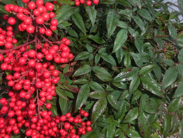 Strauch mit roten Beeren - (Pflanzen, Garten)