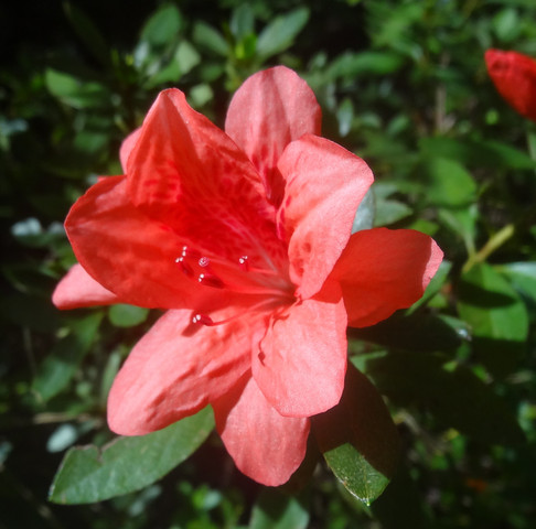 Wer kennt diese Blume? - (Pflanzen, rot, Blumen)