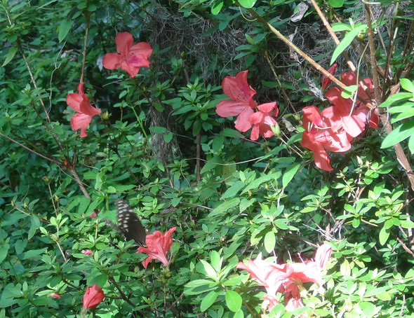 Wer kennt diese Blume? - (Pflanzen, rot, Blumen)