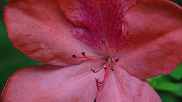 Wer kennt diese Blume? - (Pflanzen, rot, Blumen)