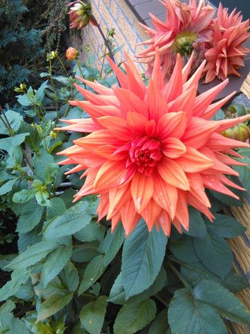 Wie heißt diese Blume? Danke im Vorraus :) - (Garten, Blumen, bluete)