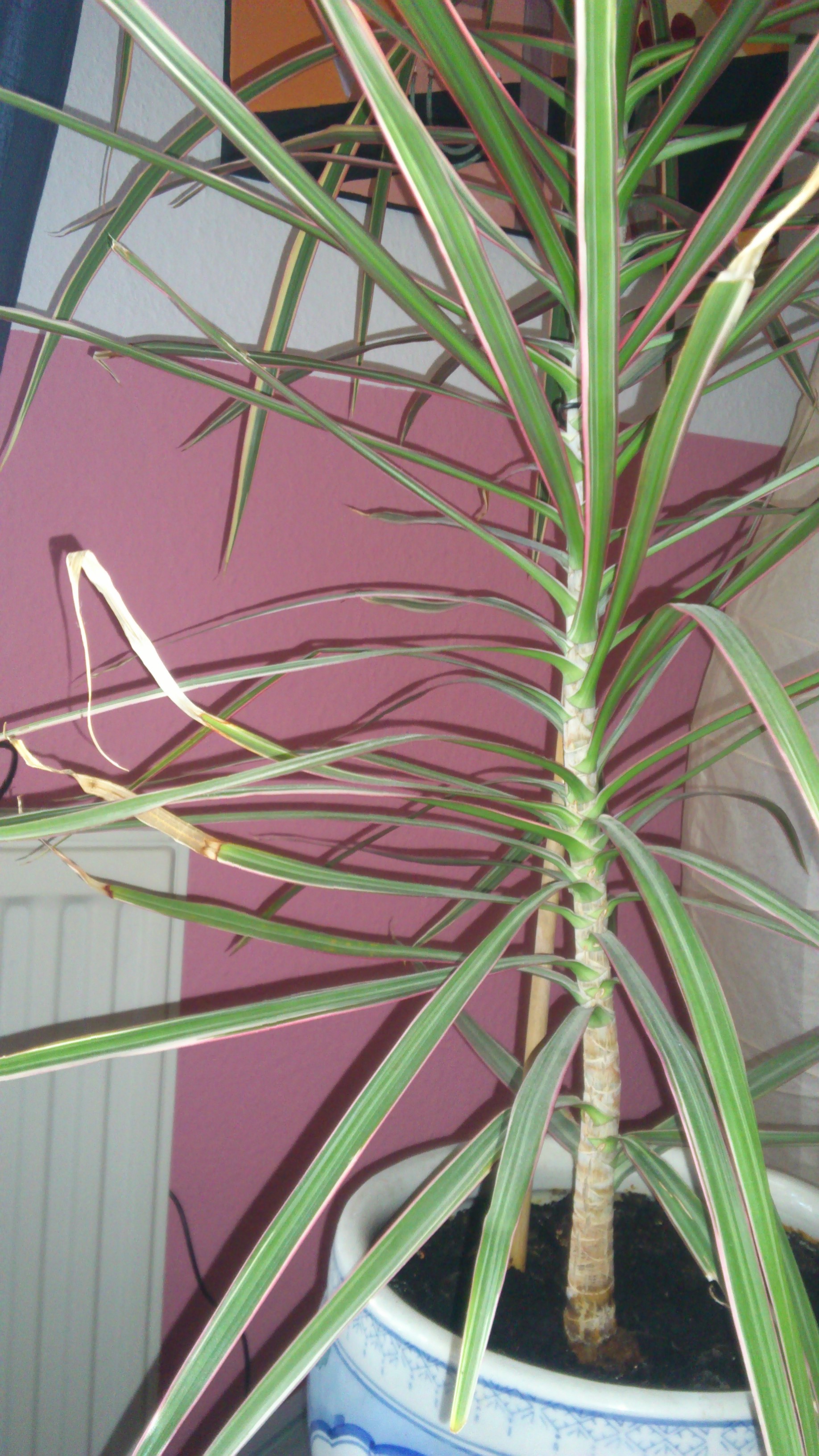 50+ Zimmerpflanzen bilder und namen , Wer kennt den Namen meiner Zimmerpflanze Palme? (Pflanzenpflege