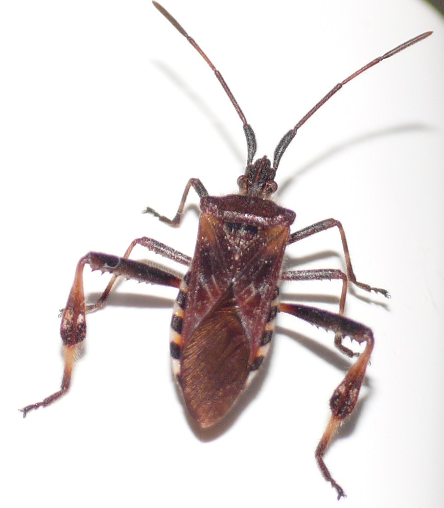 Käfer In Der Wohnung Bestimmen. k fer bestimmen k fer k ferbestimmung k fer in der wohnung Käfer In Der Wohnung Bestimmen. k fer bestimmen k fer k ferbestimmung k fer in der wohnung
