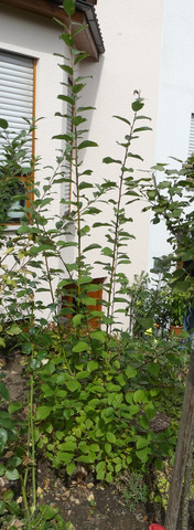 Gartenpflanze - (Baum, unbekannt, sträucher)