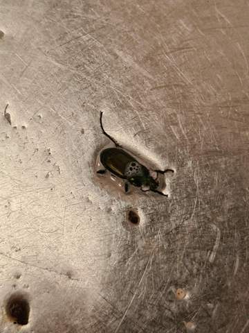  Wer kennt die Käfer? Heute im Waschbecken gefunden?