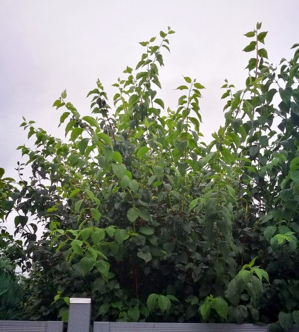 Baum 2 - (Pflanzen, Garten, Baum)