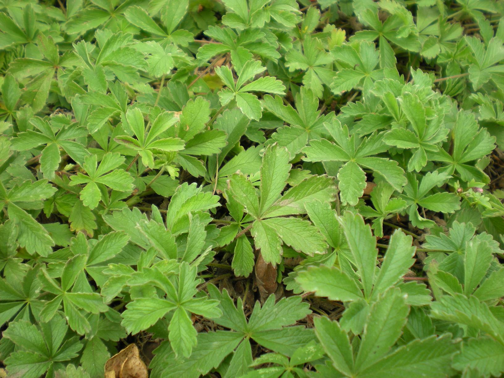 Wer kennt diese Pflanze Gewächs? (Pflanzen, Garten)