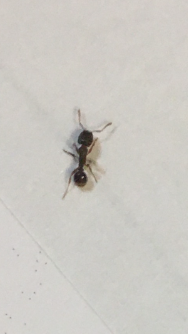 Wer kennt diese Ameisenart? (Insekten, Ameisen, schädlingsbekämpfung)