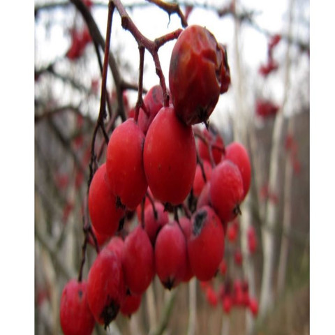 Beeren - (Garten, giftig)