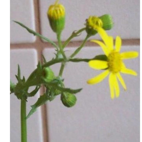Bluete - (Garten, giftig)