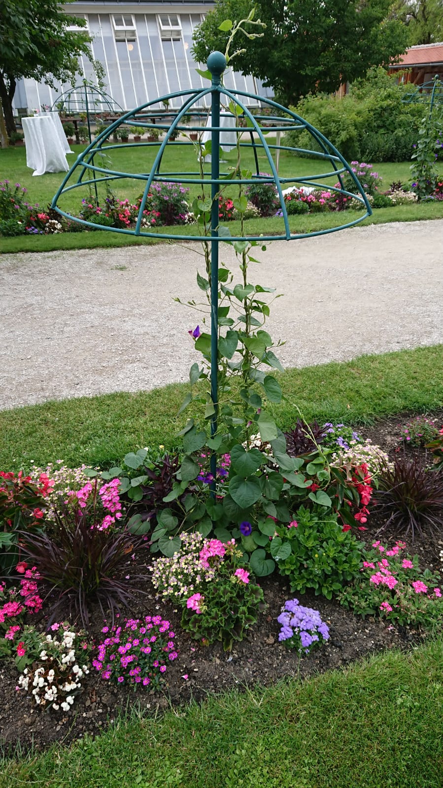 Wer kennt diese Blaue Kletterpflanze? (Garten, Blumen)