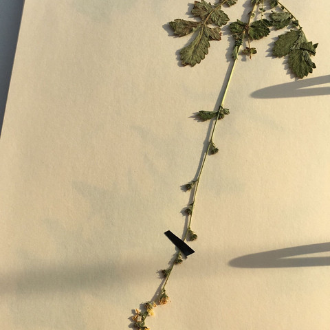 Bild 1 - (Pflanzen, Blumen, trocknen)