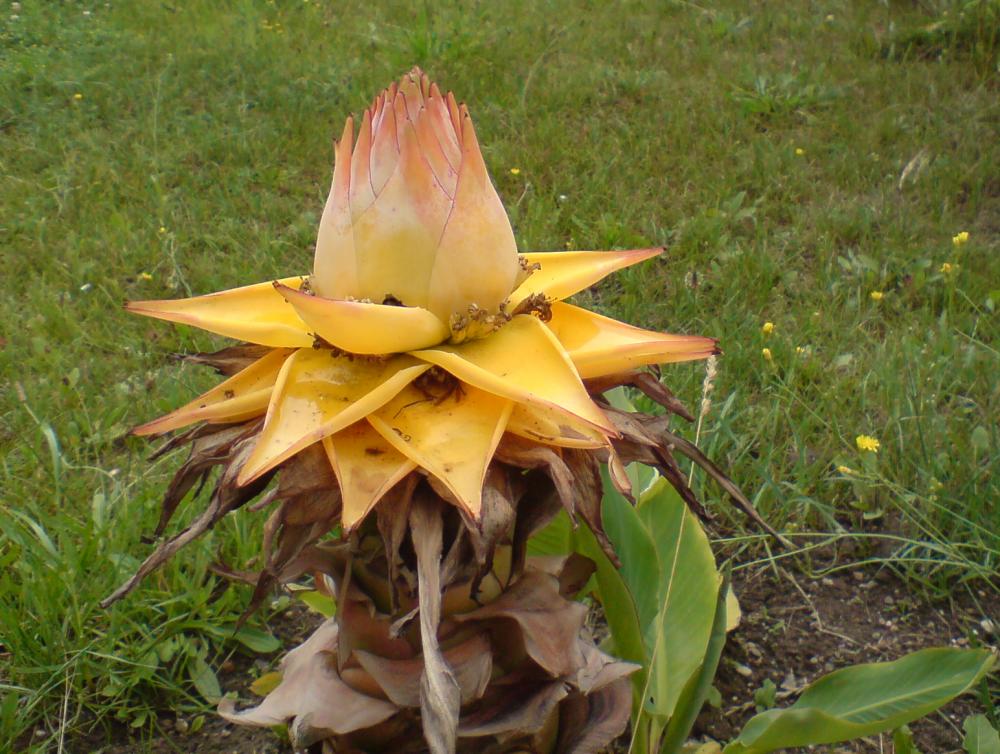 Wer kennt diese exotische Pflanze? (Banane, Pflanzenbestimmung)