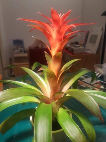 Wer Kennt Diese Exotische Zimmerpflanze Blumen Zimmerpflanzen