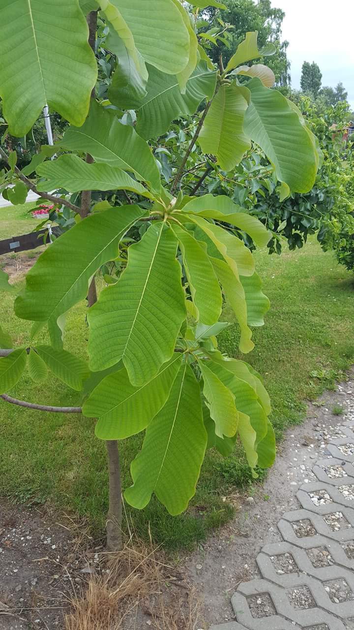 Wer kennt diese grossblättrige pflanze ? (Pflanzen, Baum)