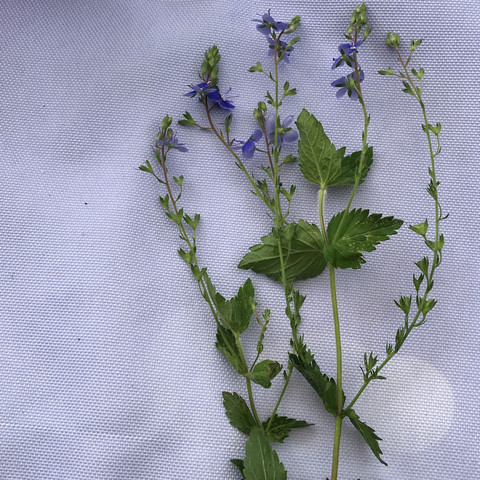 Kleine hellblaue Blüten

 - (Pflanzen, wiesenblume)