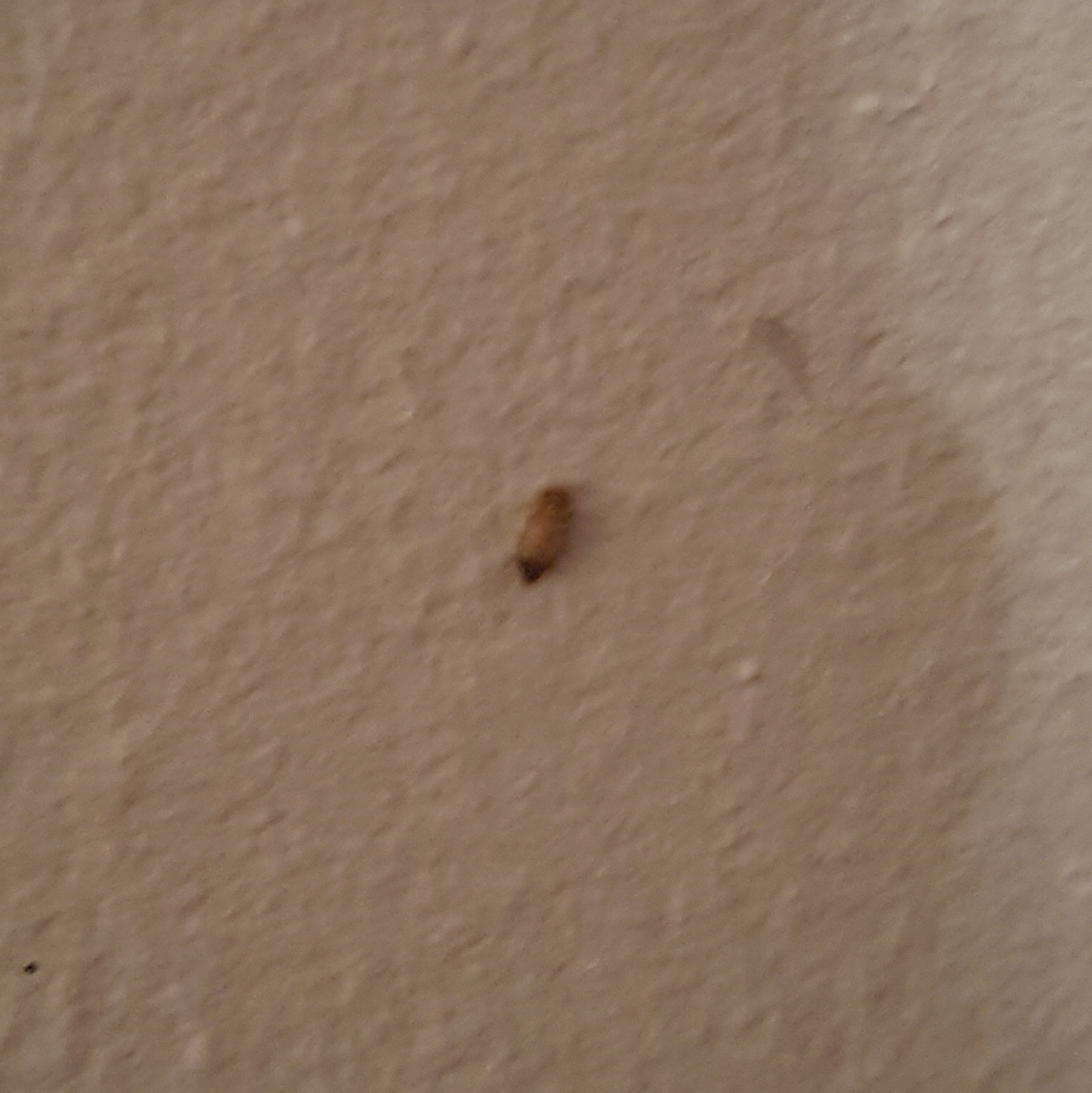 Wer Kennt Diese Larven Tiere Schadlinge