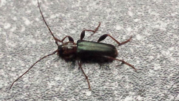 Käfer - (Insekten, Käfer, Plage)