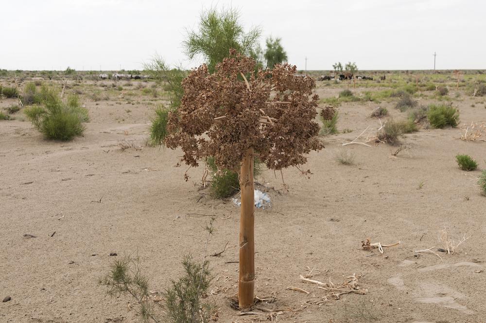 Wer kennt diese Pflanze aus der Wüste Kysylkum (Usbekistan) (Pflanzen)