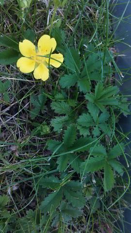 - (Garten, Unkraut)