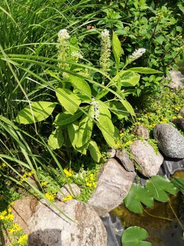 - (Pflanzen, Garten)