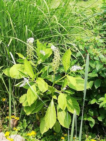 - (Pflanzen, Garten)
