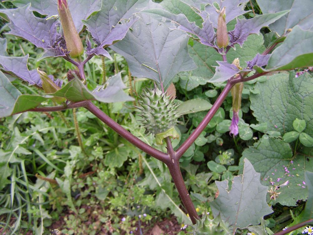 Wer kennt diese Pflanze? Sie wächst bei uns im Garten. (Pflanzen, Natur