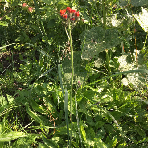 Habichtskraut Habichtskraut