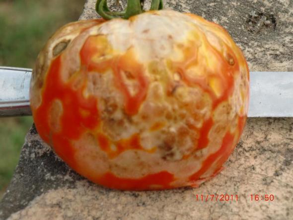 Das ist die kranke Tomate - (Krankheit, Garten, Tomaten)