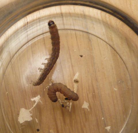 Gasleitung im haus verlegen vorschriften Gasleitung im haus verlegen vorschriften