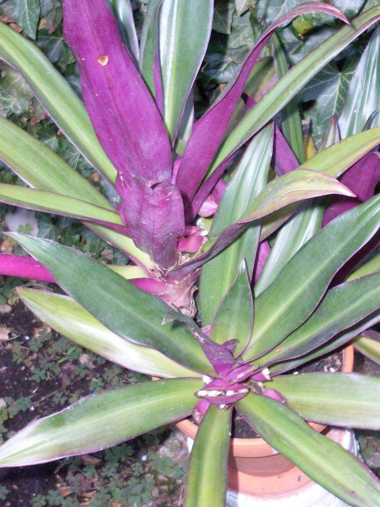 tropische zimmerpflanze mit pfeilförmigen blättern Syngonium Arrow (Pfeilpflanze) main image 1