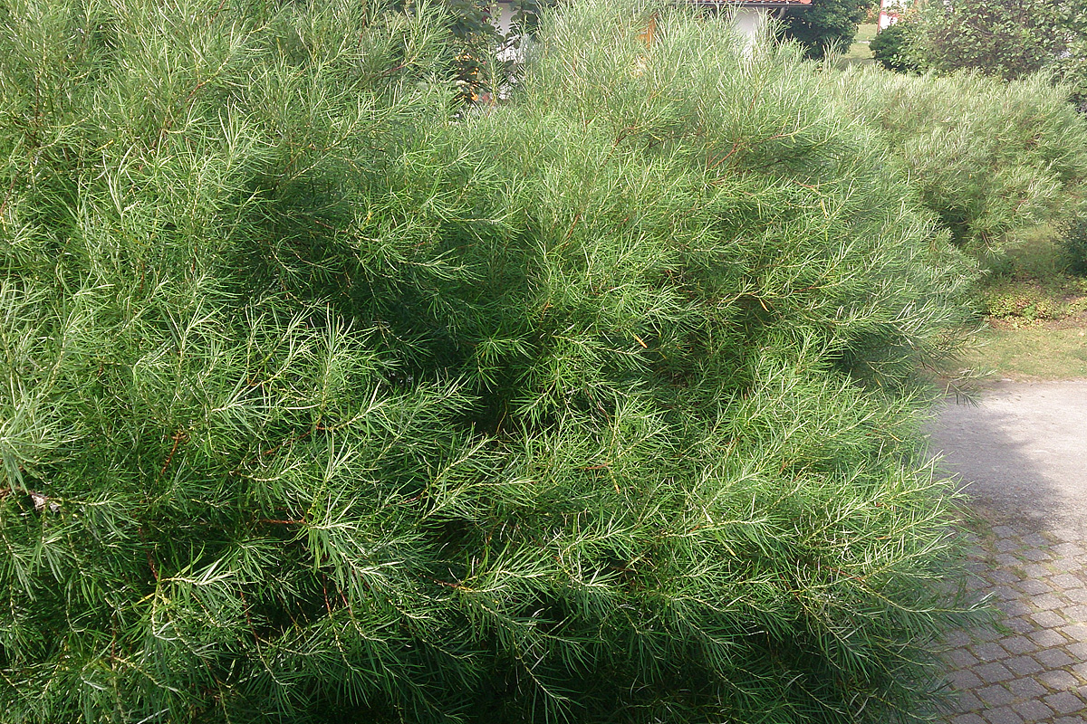 Wer kennt diesen Baum / bzw. großen Busch? (Garten