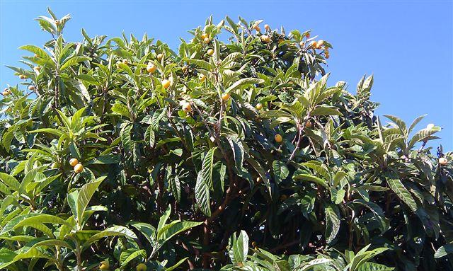 Wer kennt diesen Baum bzw. diese Frucht? (Kroatien