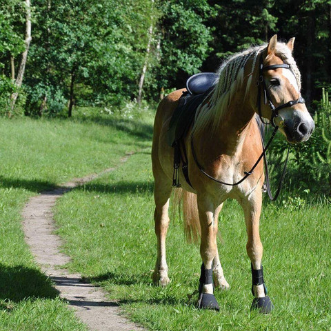 Groß, lange Beine - (Pferd, Baden-Württemberg, Hannover)