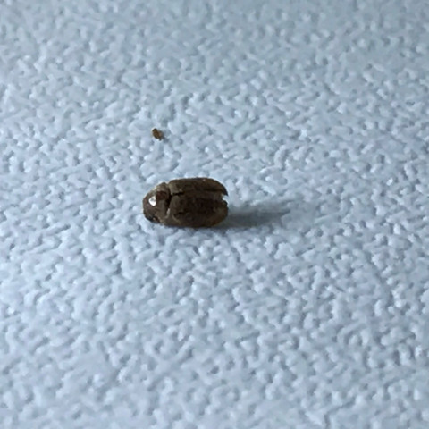 Käfer in meiner Küche - (Küche, Käfer)