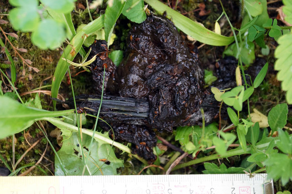 Waschbarkot Im Garten So Erkennen Sie Den Kot Richtig Wiado De