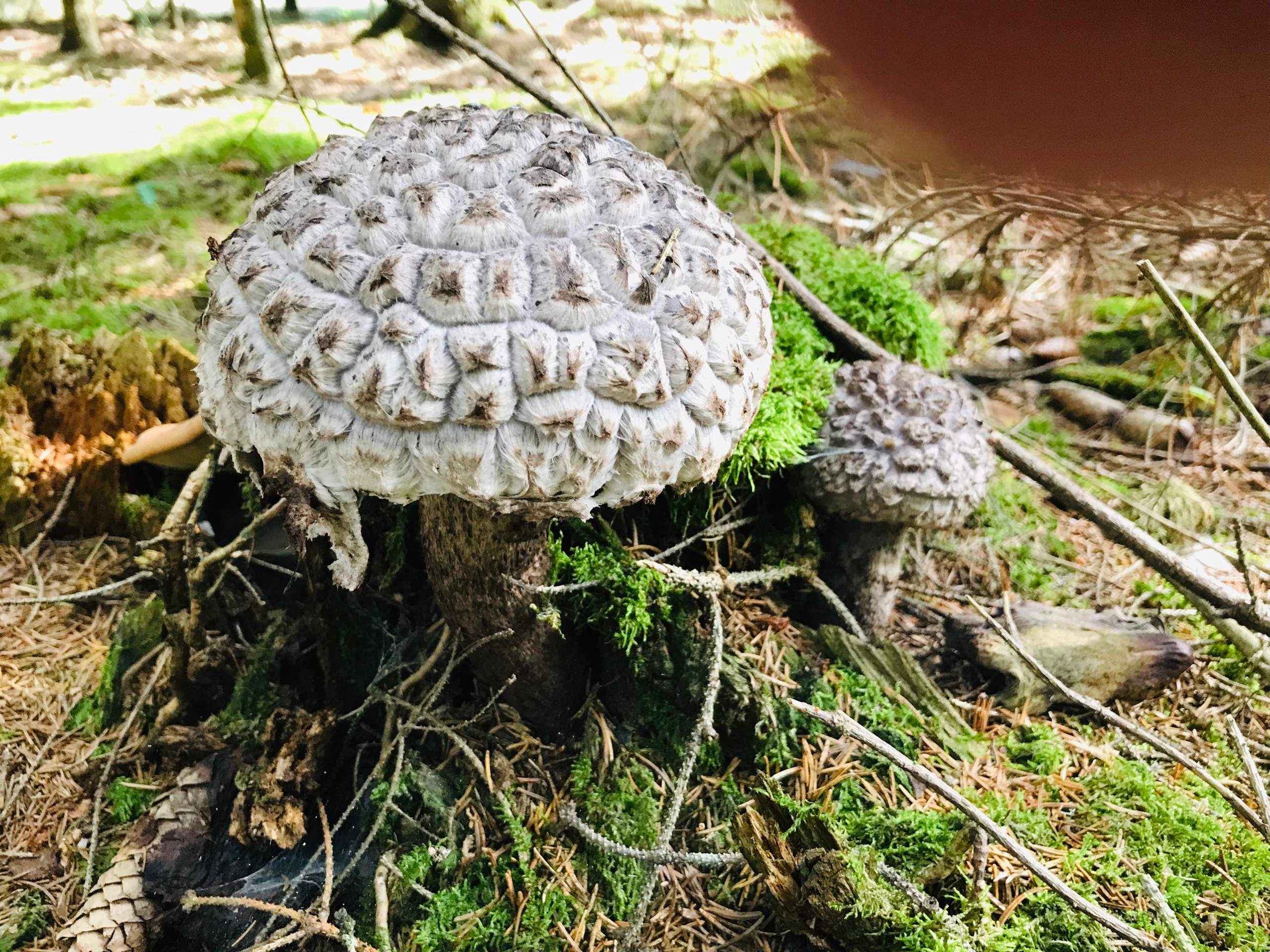 Wer kennt diesen Waldpilz? (Pflanzen, Wald, Botanik)